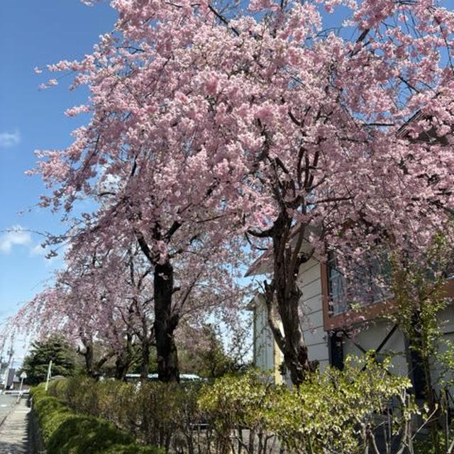 ふるさとの花たちと、母の愛と