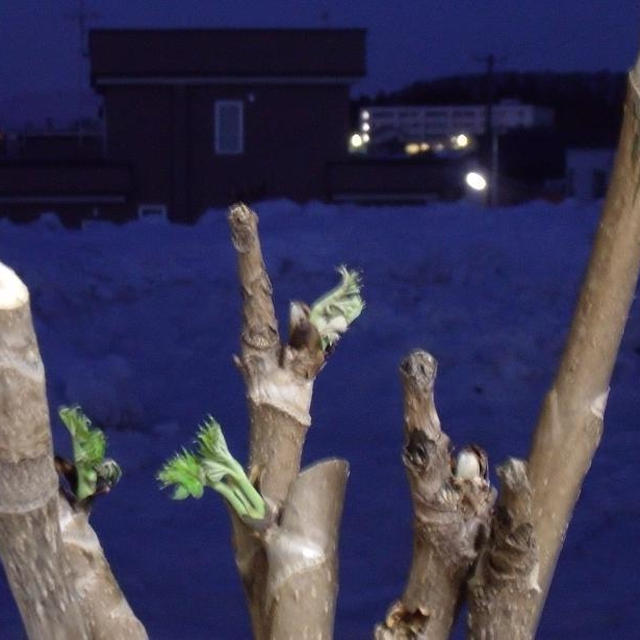 雪がない熊ノ沢温泉＃146