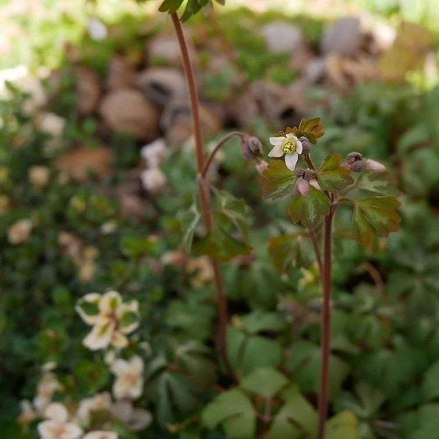 ヒメウズの花2024#最近撮った写真は