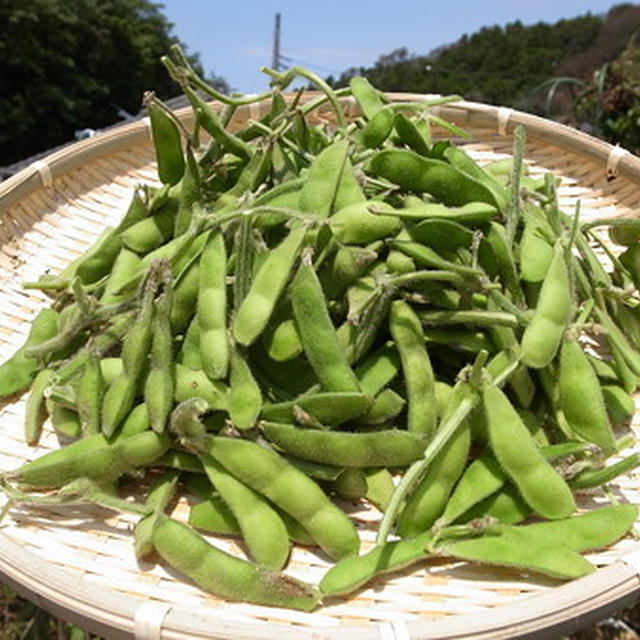枝豆の収穫時期の見極め方・タイミング