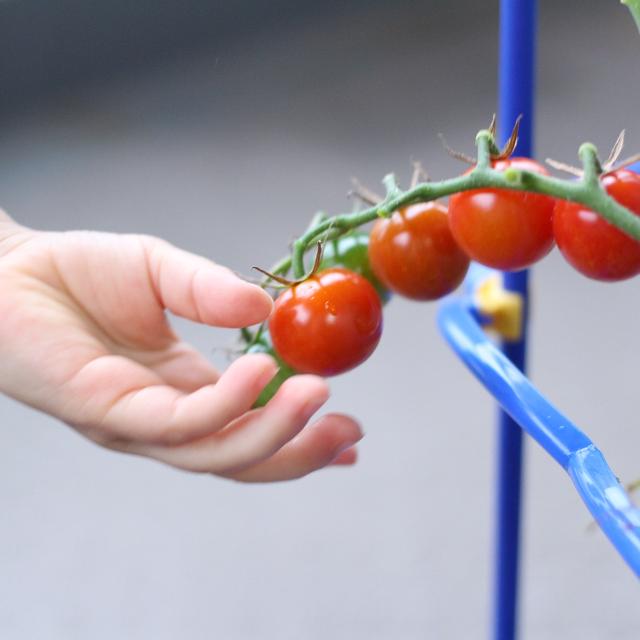 お店に売っている野菜はきれい。