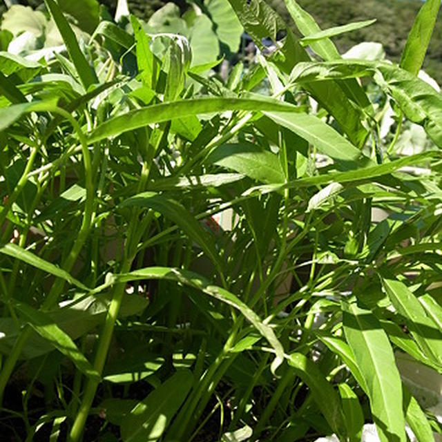 夏の緑黄色野菜プランター栽培de空芯菜レシピ 秋野菜の種まき準備 By 根岸農園さん レシピブログ 料理ブログのレシピ満載