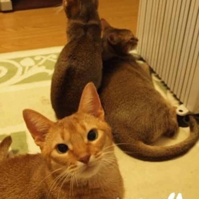 オイルヒーターに集まるたまひなちび