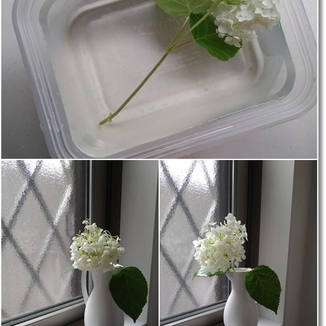 【アジサイ】もうダメになってしまった！？と思わずにやってみて♪とムエンダーの効果は？