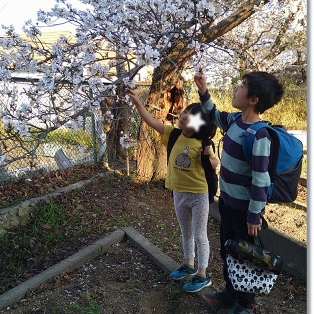 【桜を見たいだけだったのに】だから何だよ？じゃなくて…朝から時間系列で予定を言っておいたのに！！