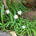 「早春のまぎらわしい有毒野草」清楚で可憐な花だけど要注意！葉はニラの香りがするの？