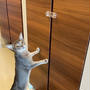 廊下の収納庫の扉にキャビネットロックを取り付けて、猫たちに開けられないようにした
