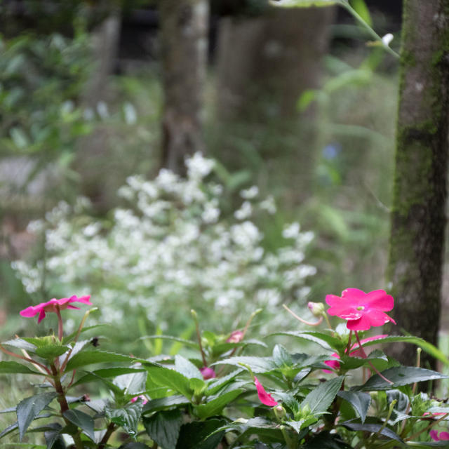 pentax k70でお花を撮影
