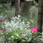 pentax k70でお花を撮影