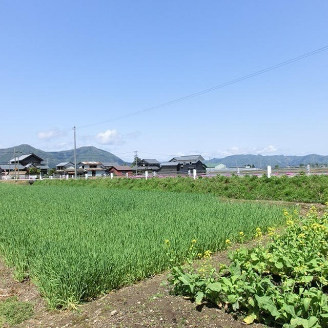 田舎ときよことときどきシロと。（※画像が多いんで重かったらすみません）