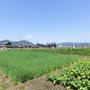 田舎ときよことときどきシロと。（※画像が多いんで重かったらすみません）