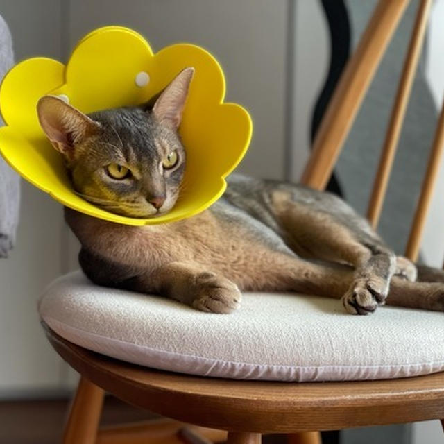 ぼくちんの花とりすの花