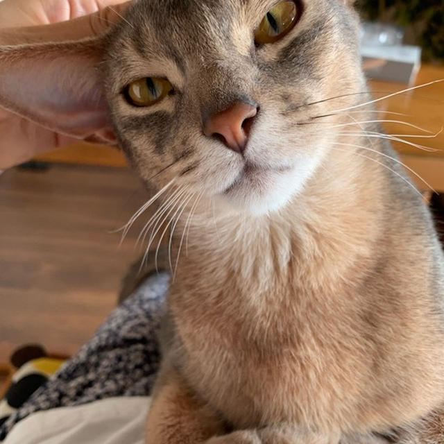 飼い主をトリコにするオトコ