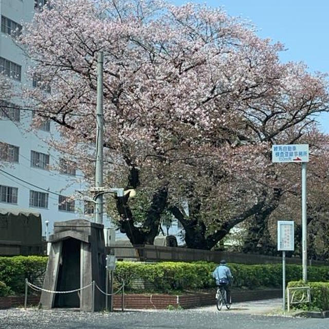 駐屯地は桜吹雪！