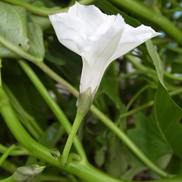 ヒルガオ科の野菜☆ 