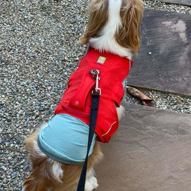 愛犬と一緒に暑さ対策はじめました｜アラフィフ夫婦と愛犬の穏やかな小さな暮らし