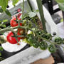 プランターのプチトマト　今シーズン初収穫！！