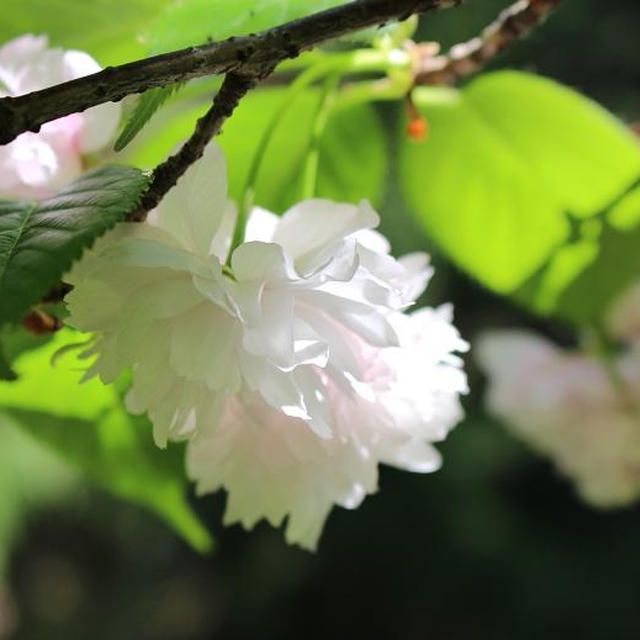 新発田市大峰山の５月はじめの生き物と花。レシピ掲載のお知らせ。
