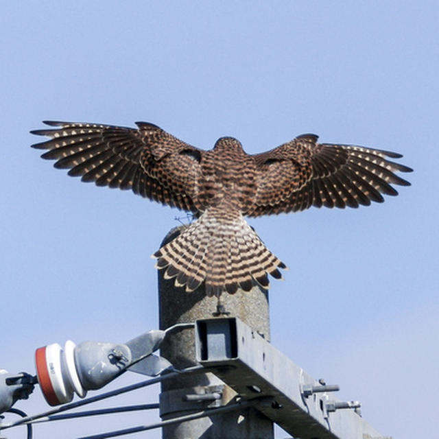 やっと野鳥撮影ができるようになってきました。チョウゲンボウ