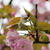 今年の桜