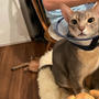 落ち猫と、さすがのお兄ちゃん