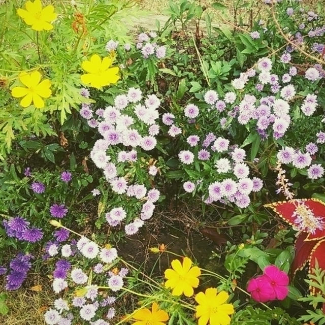 季節の花に季節のおやつ♪と闇鍋的な…(；´艸｀)