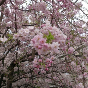 お花見♪