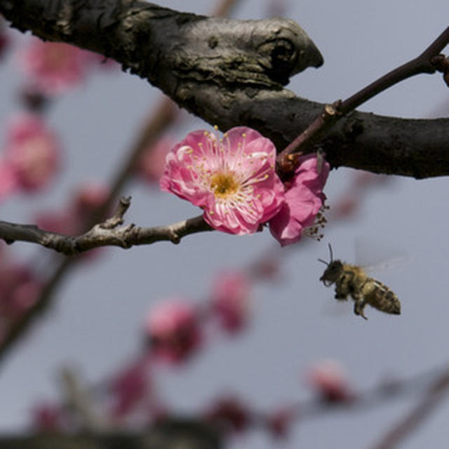 春を感じて♡　贅沢　梅昆布茶