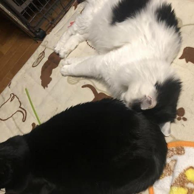 なぜそこにずっぽりと…？