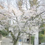 お花見?奈良