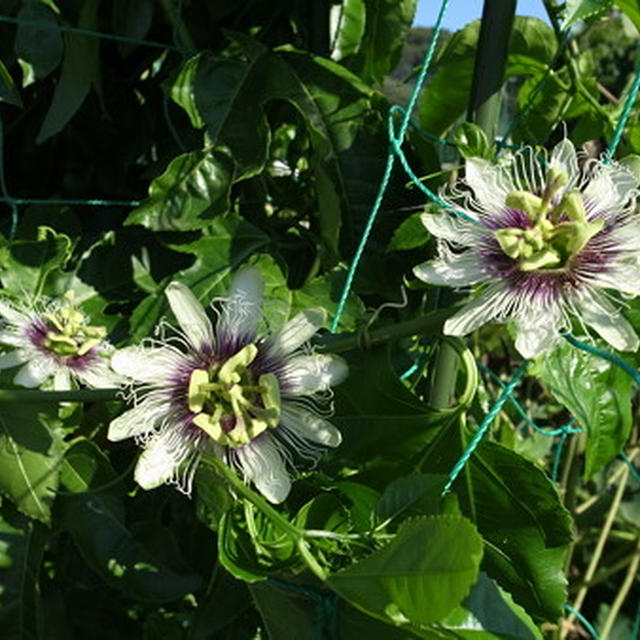 パッションフルーツ栽培 花が咲く 花が咲かない 理由 By 根岸農園さん レシピブログ 料理ブログのレシピ満載