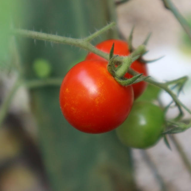 カゴメトマトの苗『凛々子』④