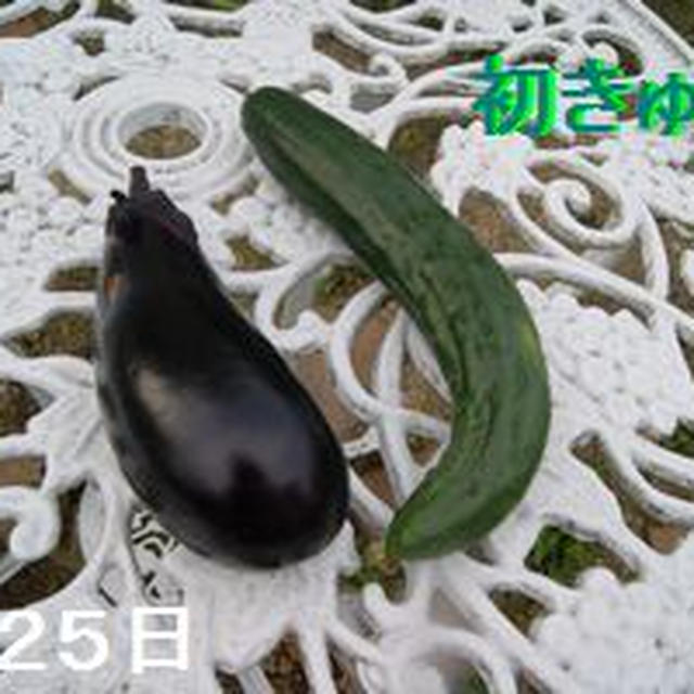きゅうりの本数を数えてみよう！！