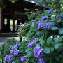 妙本寺の紫陽花