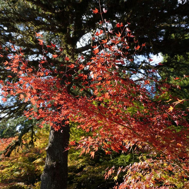 秋の遠足　～御嶽山 播州清水寺～