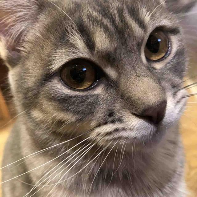 長女が撮るとこうなる　元保護猫るいらん