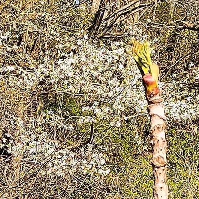 お庭に春の山菜が芽を出しました