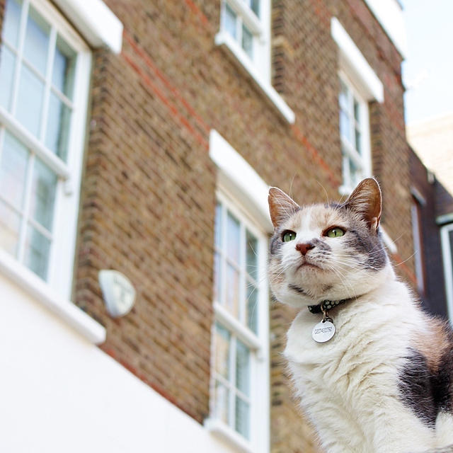 ロンドンの猫