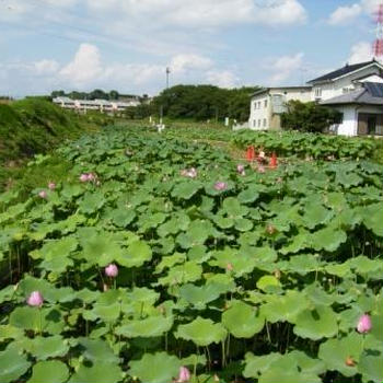 これを見るとお酒が飲みたくなるのは私だけでしょうか。？