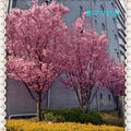 目黒川の桜＆お散歩♪