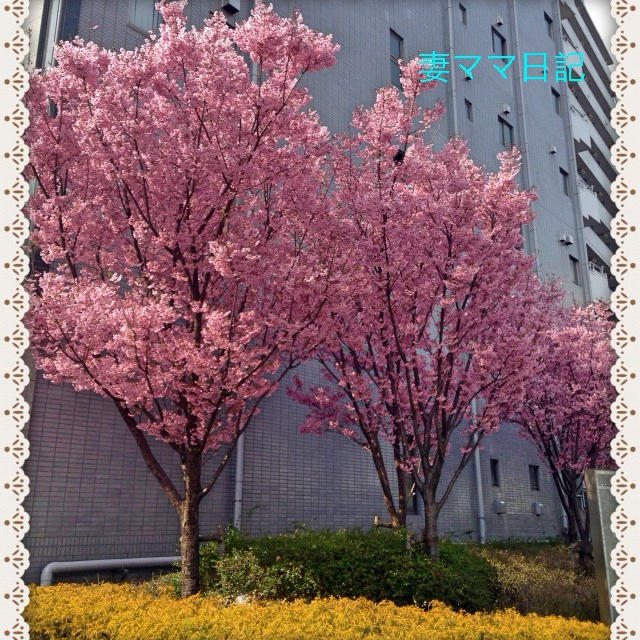 目黒川の桜＆お散歩♪