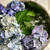 紫陽花は萎れても戻ってくれます