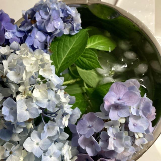 紫陽花は萎れても戻ってくれます
