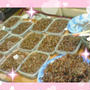 いかなご15kg☆