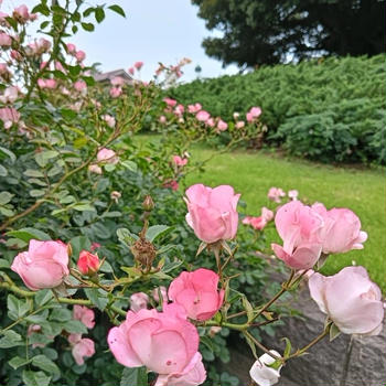 バラを愛でに