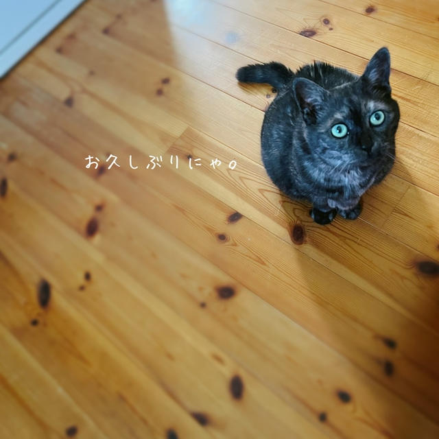 ご無沙汰してましたー！