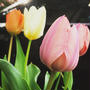 【Instagram】ようやくチューリップが開花#チューリップ #tulips #やっとはるが来た #springflowers #spring #springflowers
