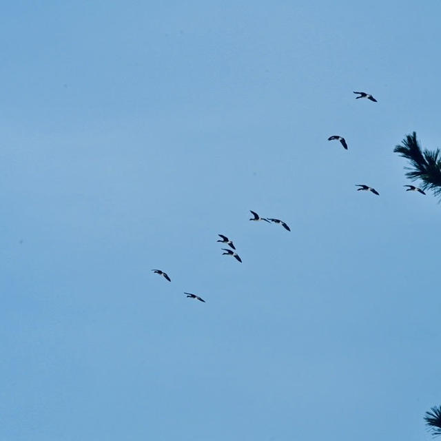 福島潟の鳥さん20231224