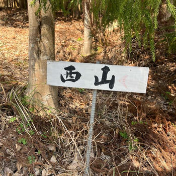 ミツマタをみに西山まで。