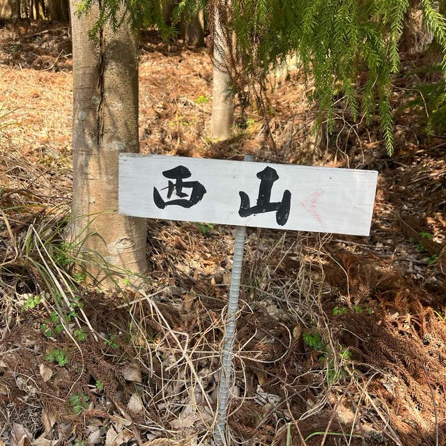ミツマタをみに西山まで。